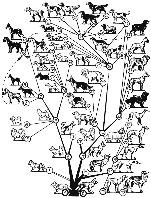 Древо животное. Генеалогическое дерево пород собак. Родословное дерево основных породных групп собак. Генеалогия пород собак. Генеалогическое Древо собак по породам.